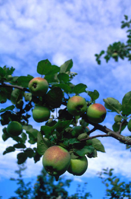 Fruchtbarkeit ist das Prinzip Gottes. „An den Früchten werdet ihr sie erkennen“, sagt die Bibel in Markus 7,16-20
